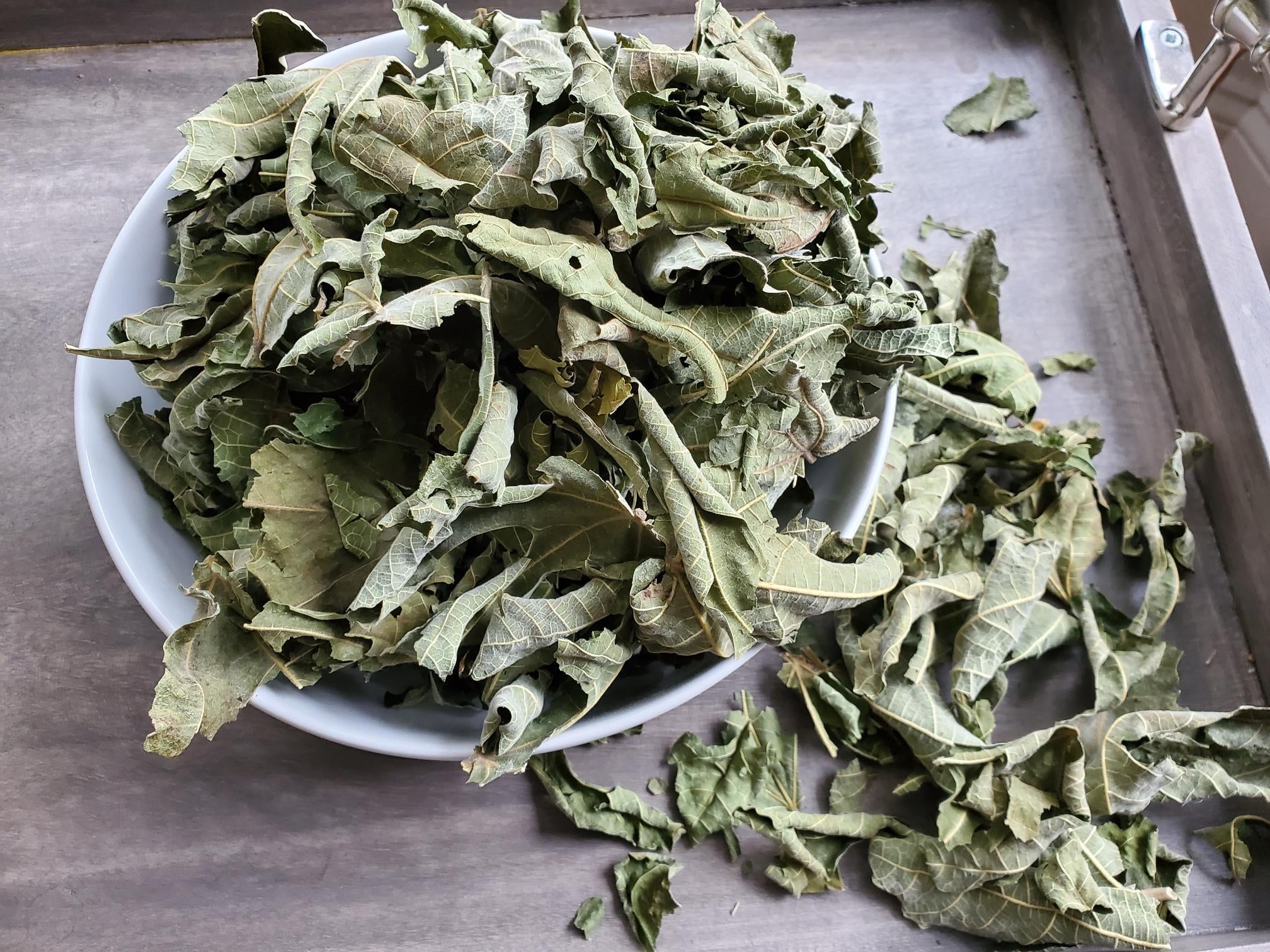 DRIED FIG LEAVES for tea (Sweet Fig flavor) Samba Tree